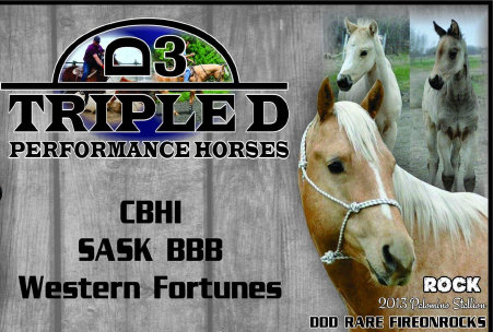 triple_d_performance_horses_website_new017001.jpg